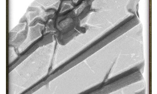 Rueda de los rumores