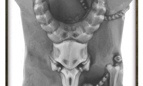 Rueda de los rumores